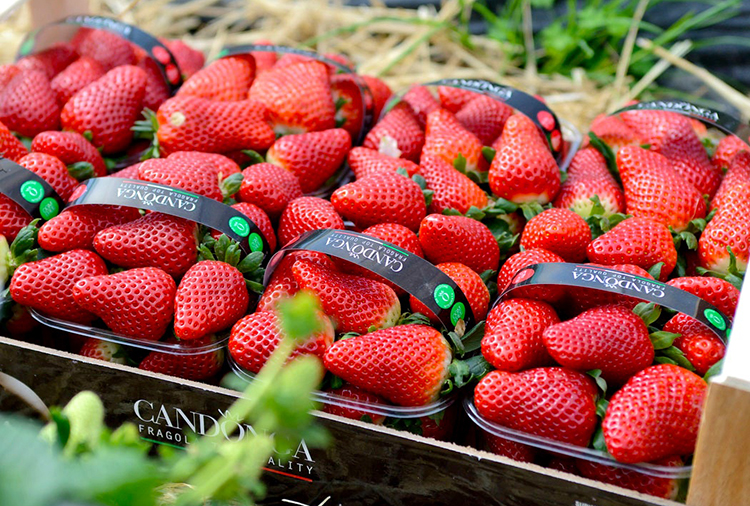 La fragola Candonga di Policoro